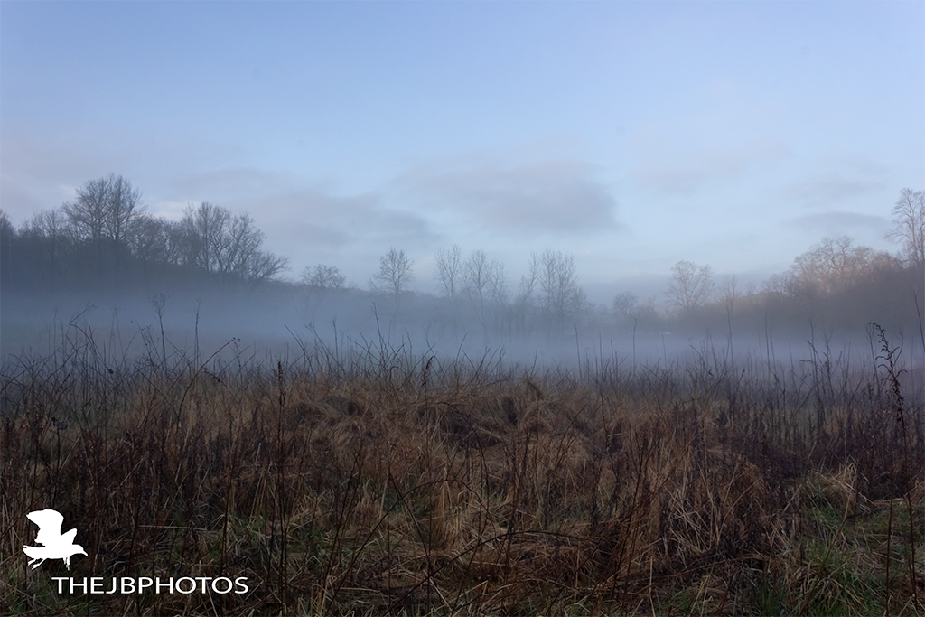Fog veil over field